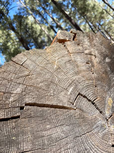 istock Close-up of a cracked tree stump with visible growth rings in a forest 2200497874