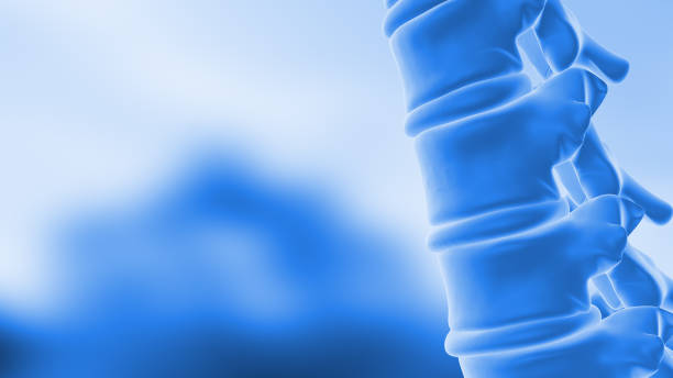 Wedging Spine 4,900+ Cervical Spine Anatomy Stock Photos, Pictures & Royalty-Free ...