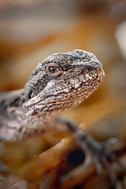 Tiny grey and black lizard close-up