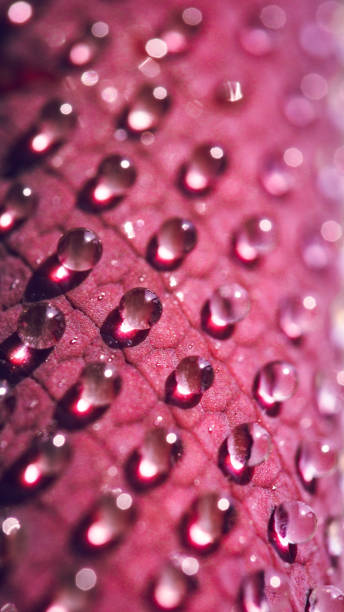 A detailed macro shot of water droplets on a textured pink surface, creating a dreamy, reflective effect. Perfect for artistic prints, wallpapers, or nature-themed designs.