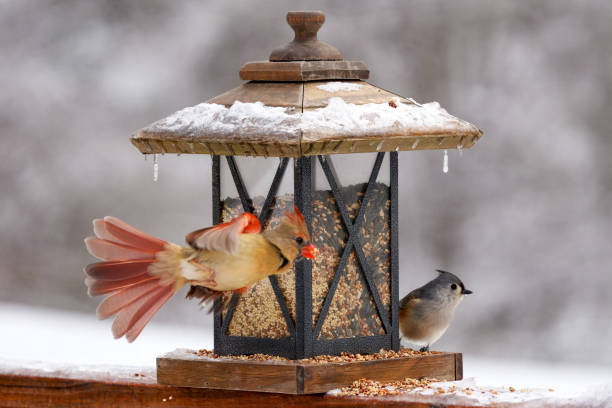 Woman filling the containers at her winter bird feeding station. Part of a series.