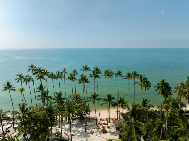 Palm trees along a sandy beachfront overlooking blue waters. Koh Samui, Thailand.