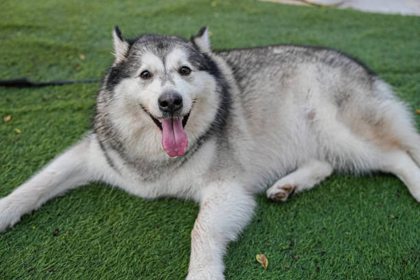 istock Adorable husky dog ​​looking at the camera 2200505436