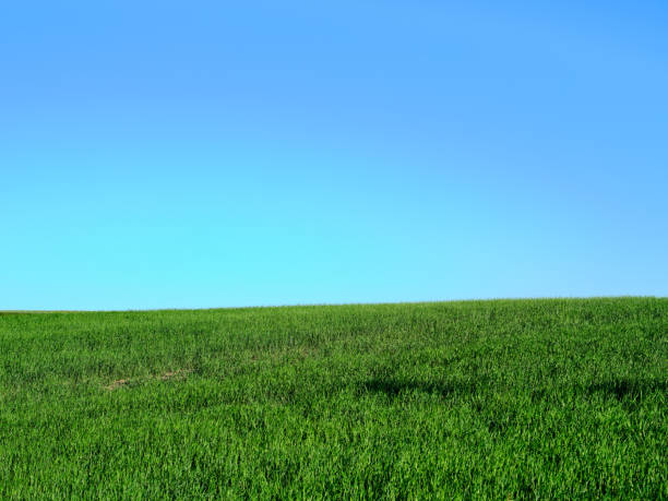 A vivid green meadow under a vast blue sky, captured in the heart of spring in Denmark. The tranquility of this serene landscape evokes a sense of renewal and peace.