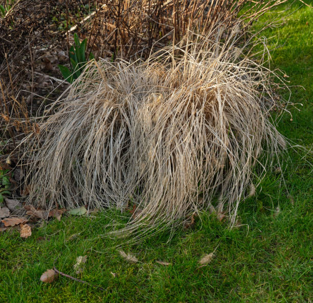 istock Dry Grass in a Garden Under Sunlight with Denmark in Focus 2200505806