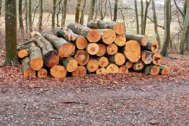 A neatly stacked pile of felled tree logs placed within a forest setting during clear winter or autumn foliage, signifying natural resource harvesting and timber preparation.
