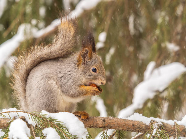 istock The squirrel with nut sits on tree in the winter or late autumn. 2200508215