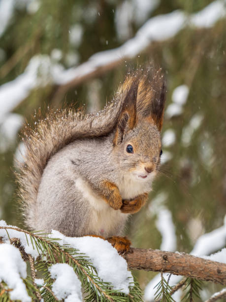 istock The squirrel sits on a branches without leaves in the winter or autumn 2200508225