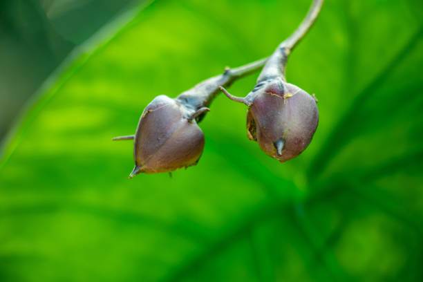 istock This is a water spinach seeds. The calamus flower seed 2200511984