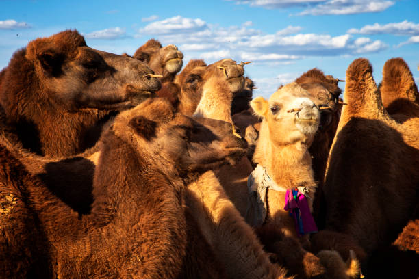istock Bactrian_Camel_The_Icon_of_Mongolia’s_Gobi_Desert 2200512171