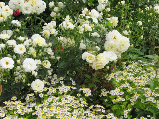 istock Beautiful White Yellow Roses 2200512266