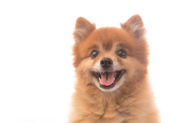 little red dog lying on a white background