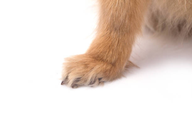 little red dog lying on a white background
