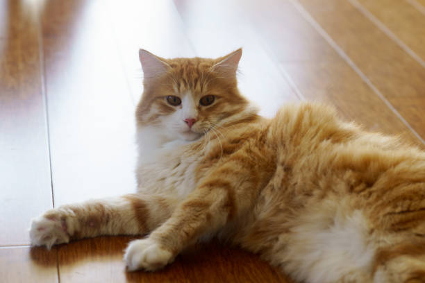 istock Portrait of Siberian red tabby cat 2200518893