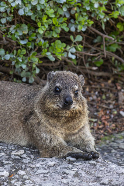 istock Close up portrait of Rock hyrax lying on footpath, looking at camera 2200519763