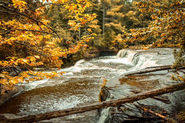 A breathtaking autumn landscape of Tahquamenon Falls, Michigan, featuring cascading waterfalls surrounded by golden fall foliage. The vibrant orange and yellow leaves frame the rushing water, creating a warm and inviting seasonal atmosphere. Fallen logs and rippling water add depth and texture to this serene nature scene, capturing the essence of fall in the Upper Peninsula.