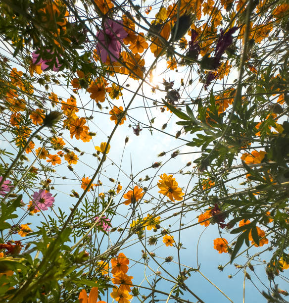 istock Flowers in the spring flower field 2200520217