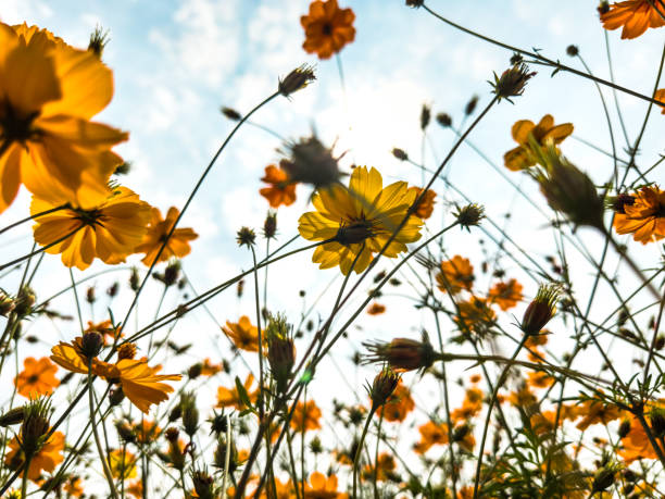 istock Flowers in the spring flower field 2200520333