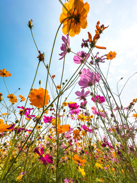 istock Flowers in the spring flower field 2200520443