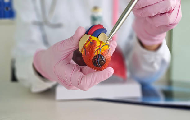 istock Doctor cardiologist holds mock heart closeup 2200521101