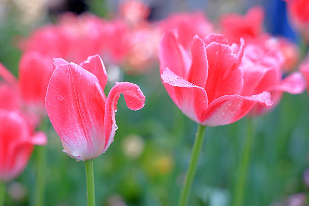 Close up of tulips by the river