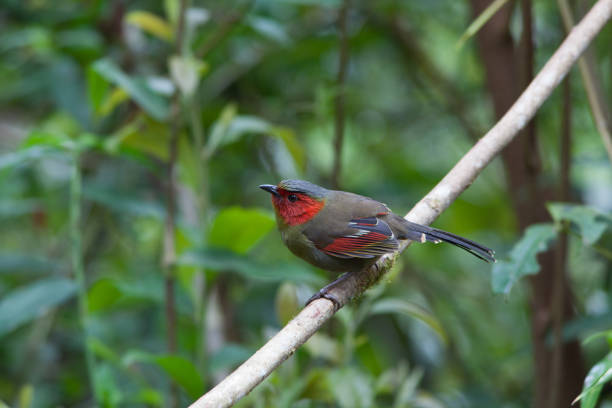 istock Bird ,Scarlet-faced Liocichla 2200523192