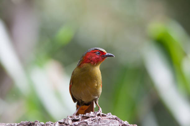 istock Bird ,Scarlet-faced Liocichla 2200523208