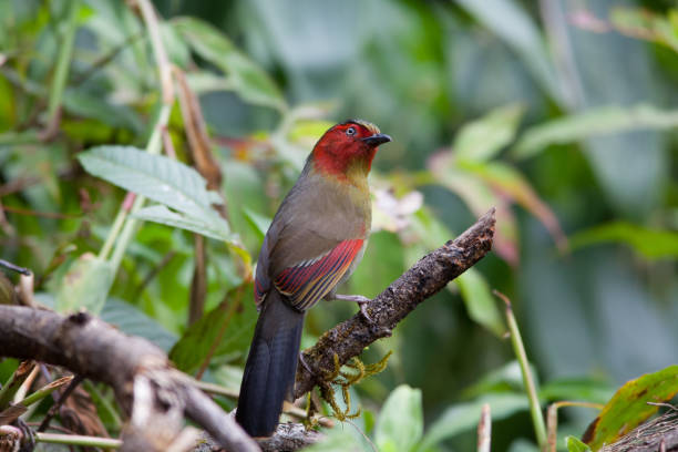 istock Bird ,Scarlet-faced Liocichla 2200523231