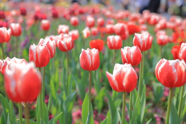 Tulips in garden