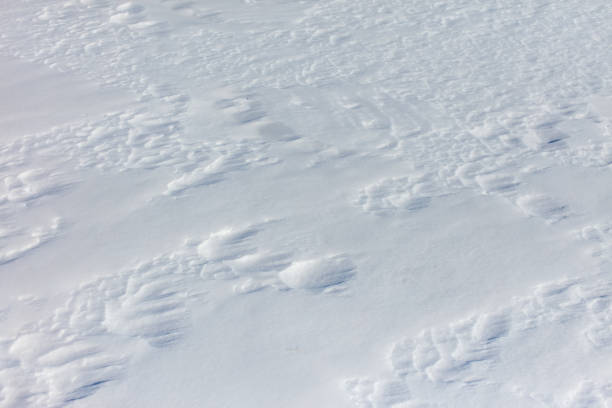 The snow is a bright white color and it covers the ground in a thick layer. The snow is so deep that it almost reaches the ground, creating a beautiful and serene winter landscape