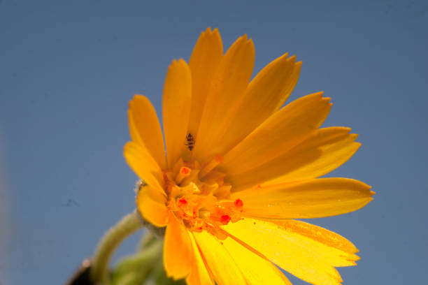 A bright yellow flower stands out against a clear blue sky, creating a cheerful and vibrant scene. The flower's vivid color contrasts beautifully with the expansive, cloudless sky, evoking feelings of warmth, positivity, and the beauty of nature. A perfect representation of a sunny day