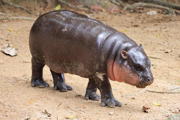istock Chubby 2 Month-old Baby Pygmy Hippo with Beautiful Pinkish Cheeks 2200529476