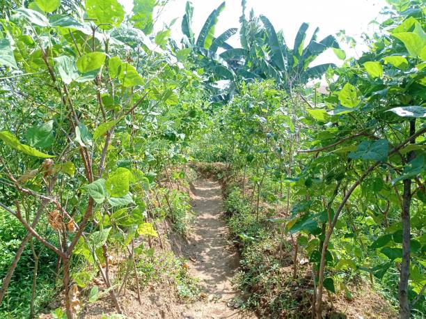 istock Bean plants lined up in the field 2200529771