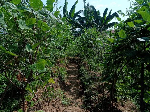 istock Bean plants lined up in the field 2200529804