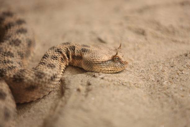 istock Horned viper camouflaged in desert 2200531266