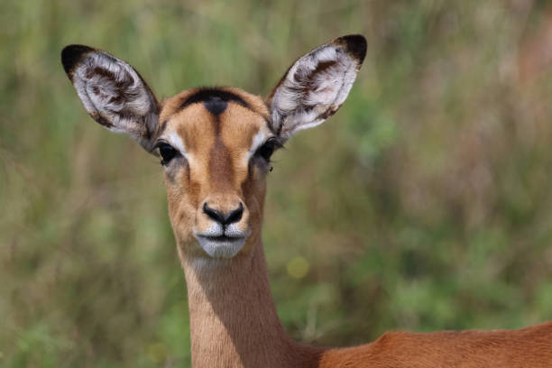 istock Schwarzfersenantilope / Impala / Aepyceros melampus 2200532578