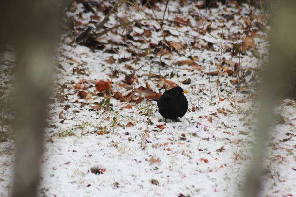 istock A little common blackbird out in the snow 2200532677