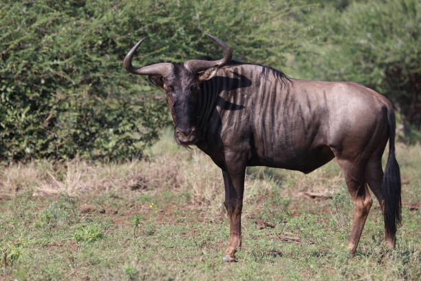 istock Streifengnu / Blue wildebeest / Connochaetes taurinus 2200534125