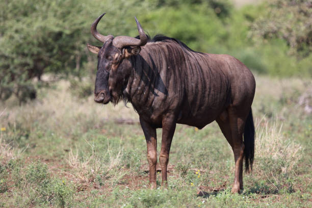 istock Streifengnu / Blue wildebeest / Connochaetes taurinus 2200534127
