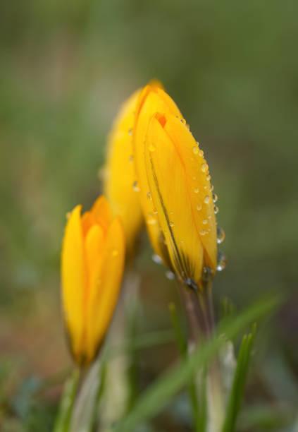 istock still closed crocuses with water drops unpright, raindrops on yellow buds vertical, meadow with yellow crocus, herald of spring, early bloomer, harbinger of spring, green background 2200535073