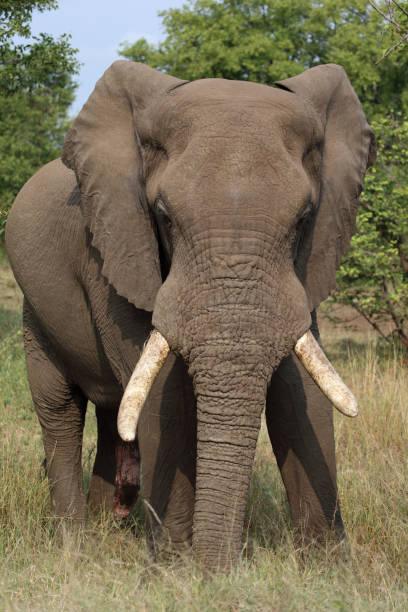 istock Afrikanischer Elefant / African elephant / Loxodonta africana 2200536229