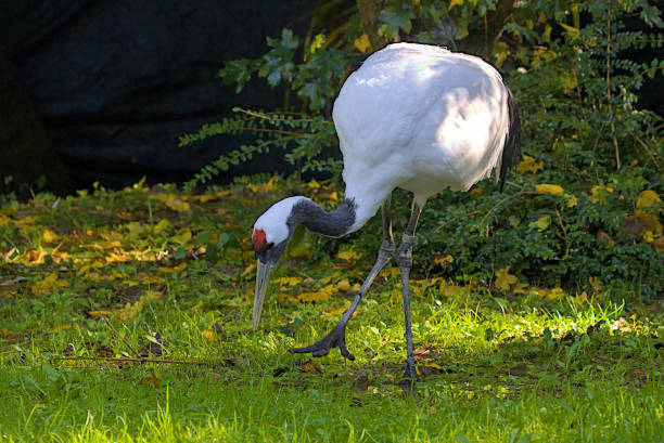 istock This majestic crane with its striking black and white plumage stands gracefully amidst the lush greenery. 2200536878