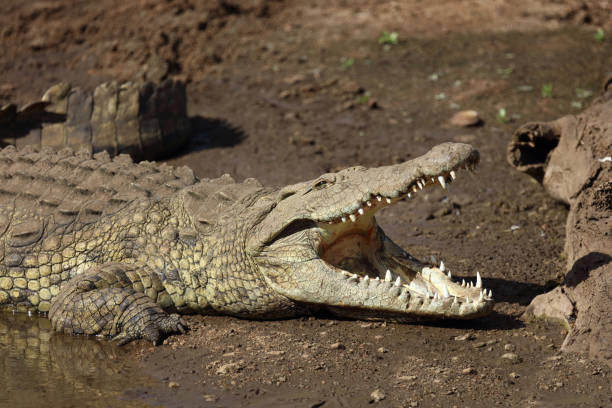 istock Nilkrokodil / Nile crocodile / Crocodylus niloticus 2200539278