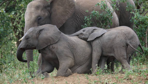 istock Afrikanischer Elefant / African elephant / Loxodonta africana 2200539342