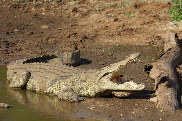 Nilkrokodil / Nile crocodile / Crocodylus niloticus