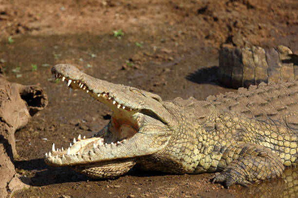 istock Nilkrokodil / Nile crocodile / Crocodylus niloticus 2200539393
