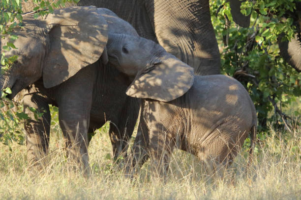 istock Afrikanischer Elefant / African elephant / Loxodonta africana 2200544524