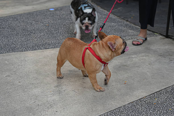 istock The puppy is looking at its owner and walking 2200545364