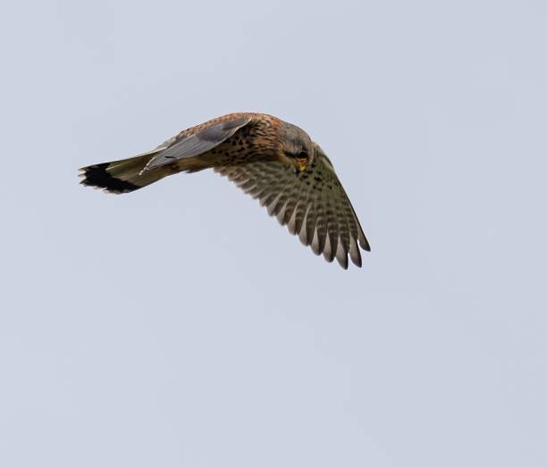 istock Kestrel in flight against a clear sky, showcasing its detailed plumage and streamlined wings. 2200548695