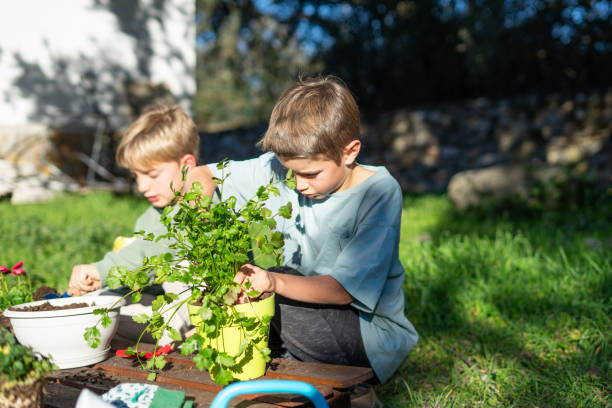 istock Two brothers planting herbs in pots in backyard garden 2200548924